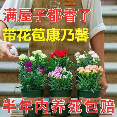 母亲节礼物【带花苞】精品康乃馨盆栽石竹花绿植花卉康乃馨鲜花苗