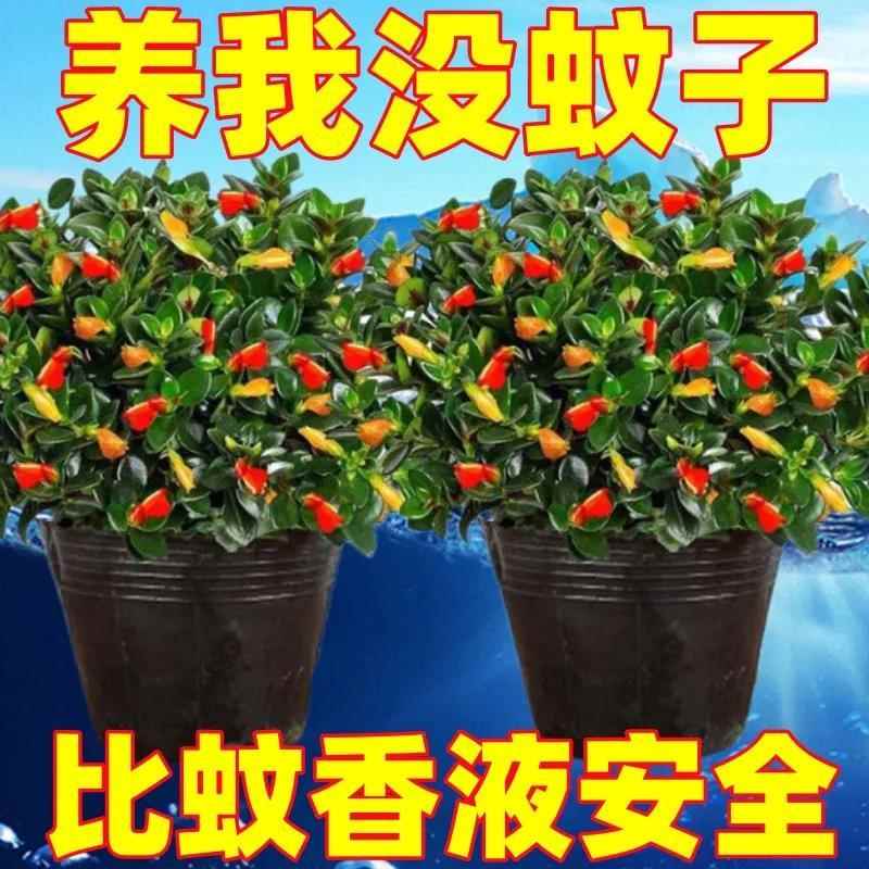 【驱蚊虫】金鱼花吊兰耐寒热植物