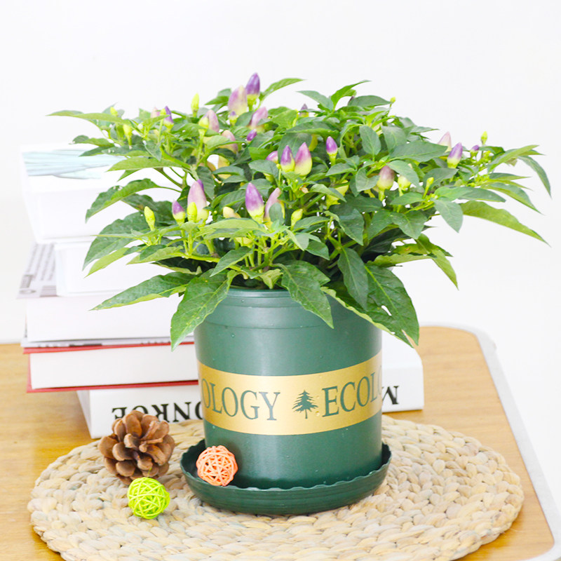 彩椒苗盆栽五彩椒带果成品苗阳台庭院可食用观果蔬菜小辣椒花卉苗