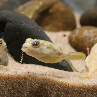 爱生气的鱼凶猛家养宠物鱼容易养水族易活观赏鱼淡水可爱家养河豚