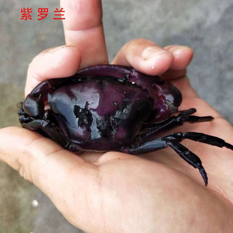 南海溪蟹观赏蟹爬虫爬宠紫罗兰束腰蟹田蟹溪蟹相守蟹 爬虫爬宠物
