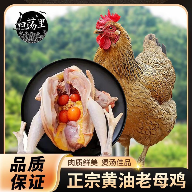 白荡里黄油老母鸡正宗农家生态土鸡草鸡走地鸡月子煲汤整只生鲜鸡