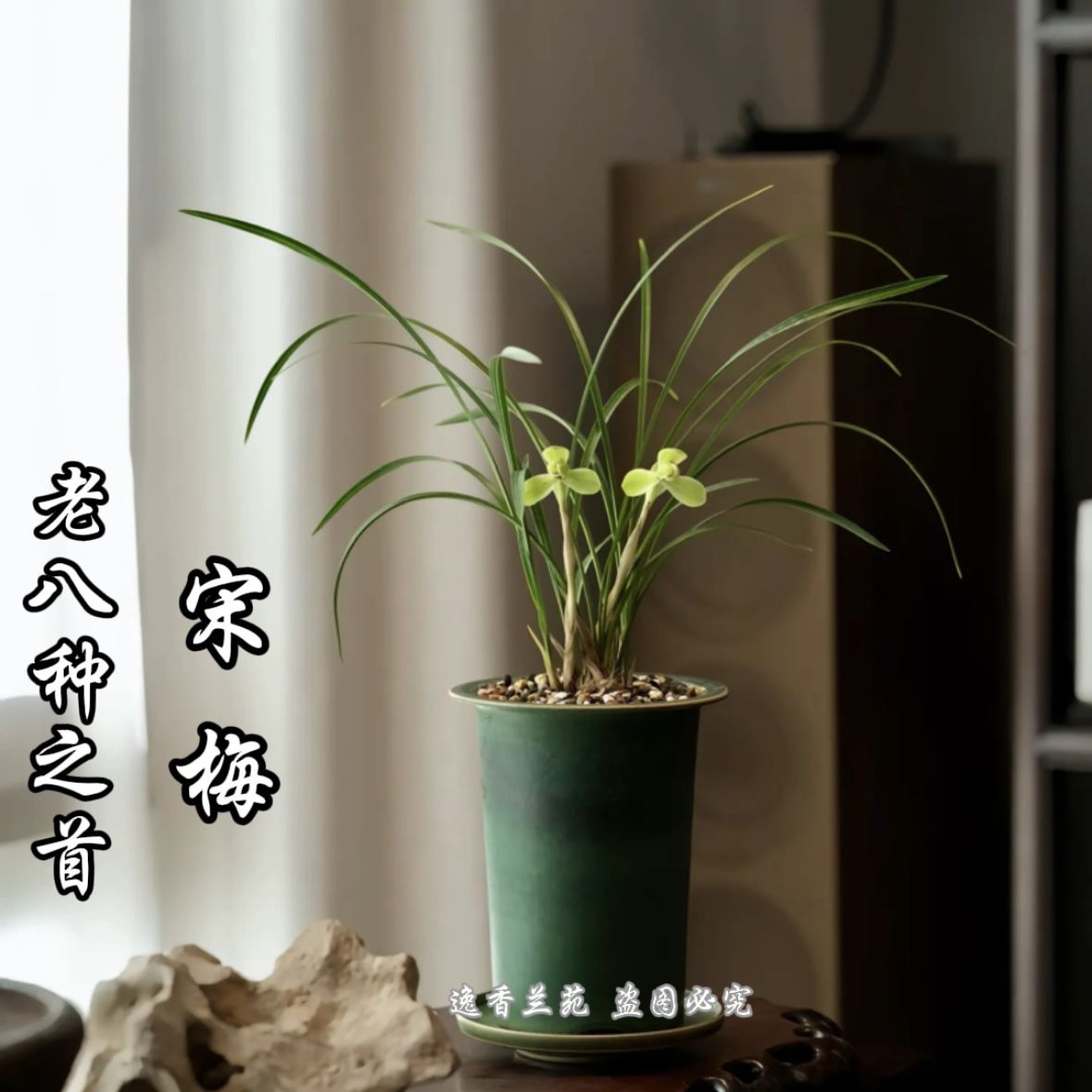 【宋梅】春蘭老八種之首矮種細(xì)葉蘭花苗冬帶花苞辦公室內(nèi)高檔盆栽
