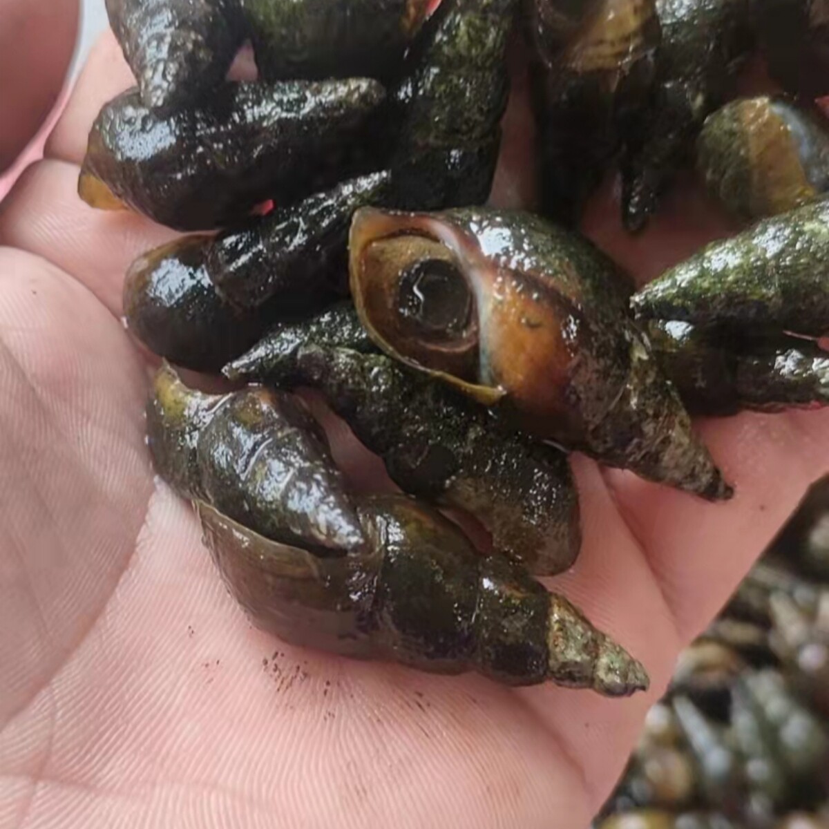 广西扭纹螺鬼螺纽螺鲜活深山野生山坑螺爽口山坑螺野生螺丝螺水产