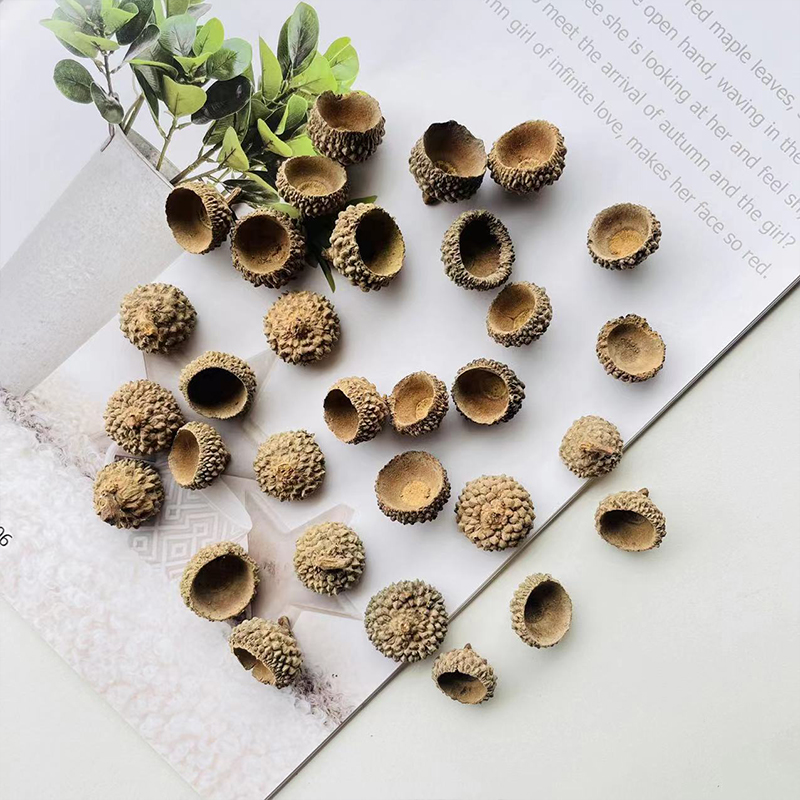 橡果壳果实装饰diy手工制作幼儿