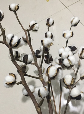 木棉花干花真花天然树枝永生花diy花束材料ins风客厅家居棉花装饰