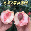 16颗当季 北京7号甘肃秦安水蜜桃离核正宗秦安桃子12颗 新鲜水果