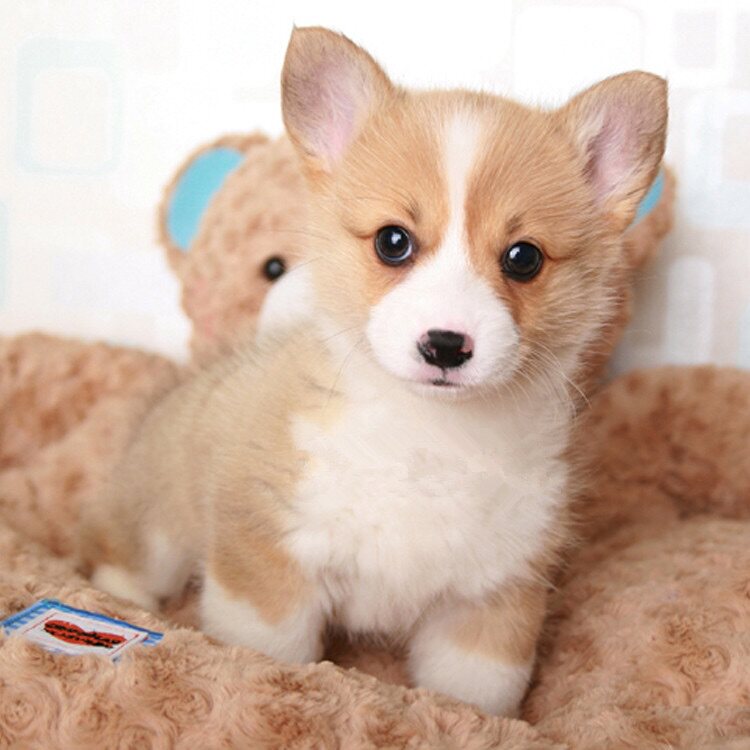 Thoroughbred Corgi Puppies Not very pet Bodies animal Living creatures lovely Short legs small-scale Cub Domesticated Dogsin the Pet/Pet food and supplies , Dogs  category - from Buy2taobao.com to provide professional Taobao agent buy service