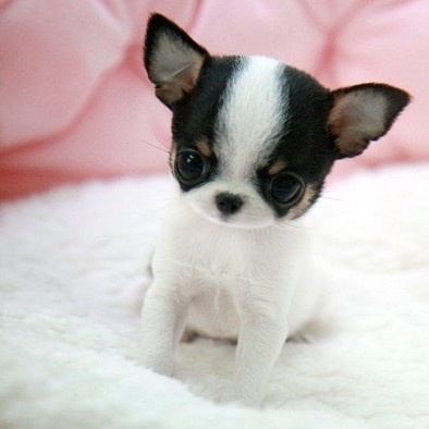 純種吉娃娃幼犬長不大的小描寵物狗活體幼崽小型可愛小體動物活物在類目 寵物/寵物食品及用品, 寵物生活服務, 寵物訓練中 - 來自Buy2taobao.com提供專業的淘寶代購服務