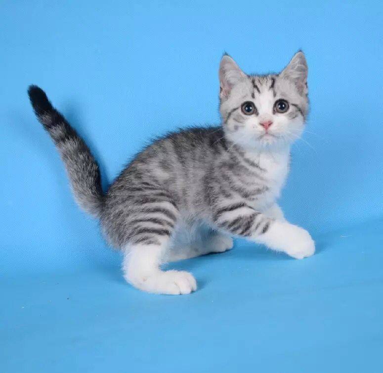 Thoroughbred Fold Pygmy cat Blue Cat Bluish white Gradient Siam Muppets Garfield Kittens living thing Living creatures animalin the Pet/Pet food and supplies , Kitty  category - from Buy2taobao.com to provide professional Taobao agent buy service