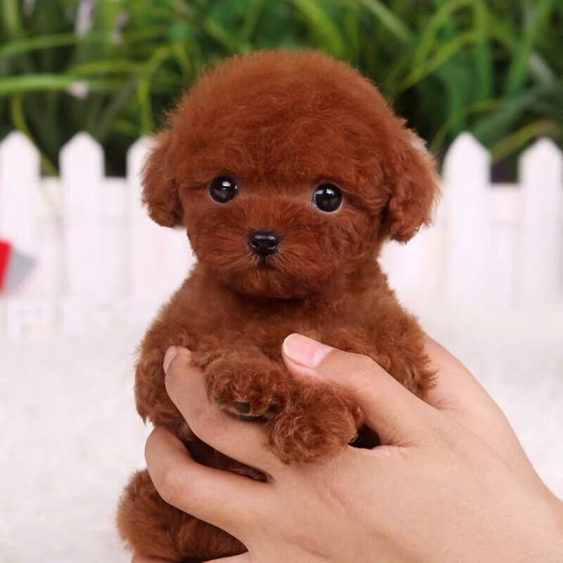 纯种泰迪犬幼犬长不大的小型动物活物可爱小描狗狗幼崽活体宠物狗|msdalam kategori haiwan peliharaan/makanan haiwan dan bekalan, anjing - dari Buy2taobao.com untuk memberikan perkhidmatan ejen Taobao profesional membeli