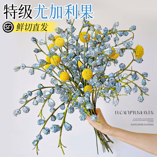 钻石尤加利果鲜花干花真花鲜切枝