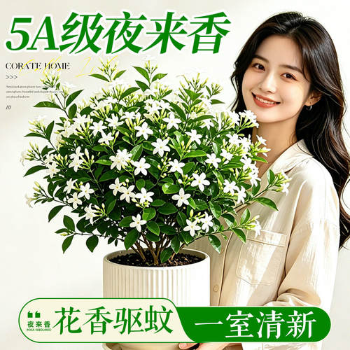 夜来香盆栽花树苗带花苞驱蚊绿植室内阳台四季花卉开花植物好养活