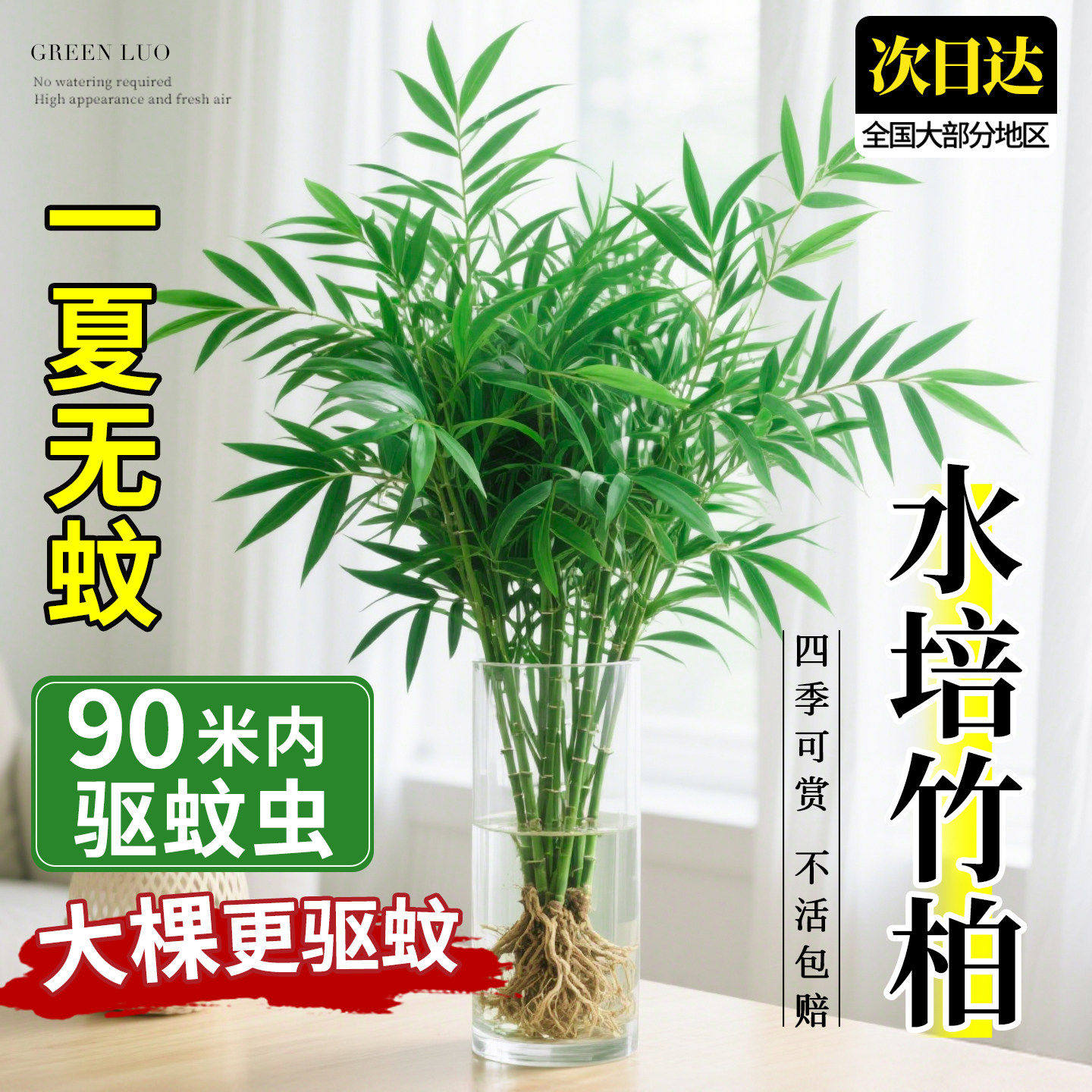 水培竹柏驱蚊植物绿植室内盆栽水养竹子大颗老桩办公桌面四季好养