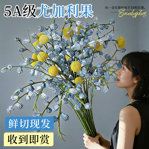 钻石尤加利果鲜花干花干果鲜切花