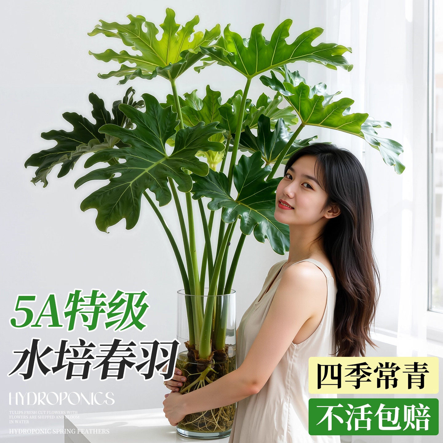 龙鳞春羽水培植物大型老桩盆栽室内客厅水养大叶绿植四季常绿好养