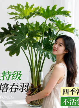 龙鳞春羽水培植物室内四季好养