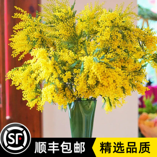 银叶金合欢鲜花应季家用云南直发绿植插花黄色合欢鲜切花卉圣诞花