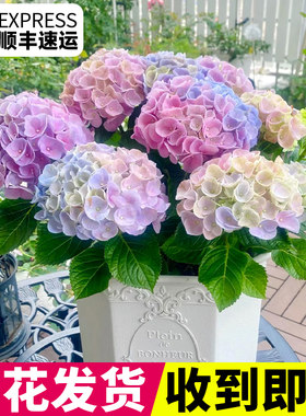 无尽夏绣球花苗盆栽室外阳台庭院四季开花秀球老桩花卉植物带花苞