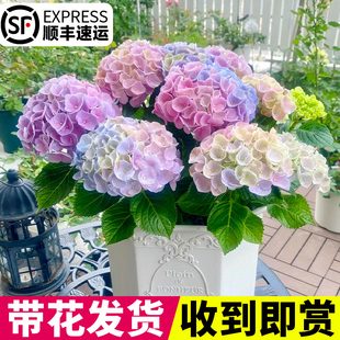 无尽夏绣球花苗盆栽室外阳台庭院四季开花秀球老桩花卉植物带花苞