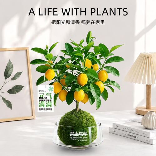 水培植物香水柠檬树盆栽花卉绿植