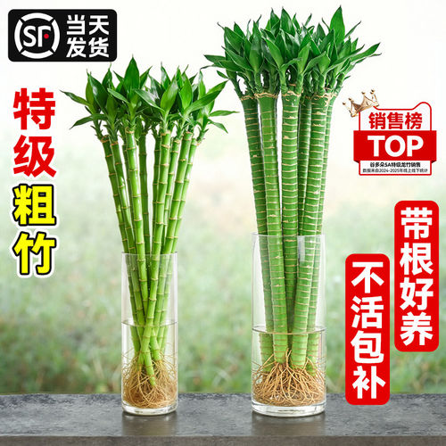 特级龙竹文昌竹4支金榜题名