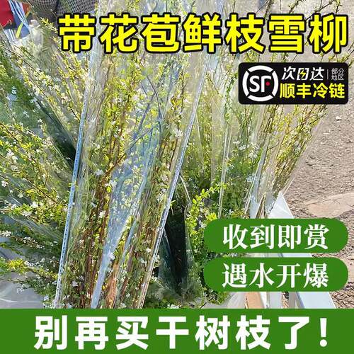 【顺丰包邮】云南鲜枝雪柳带花苞