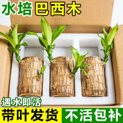 巴西木盆栽幸运木开花带芽水培植物办公室桌面绿植物室内好养花卉
