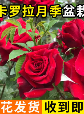 卡罗拉红色玫瑰月季花苗大花浓香四季开庭院阳台盆栽切花植物花卉