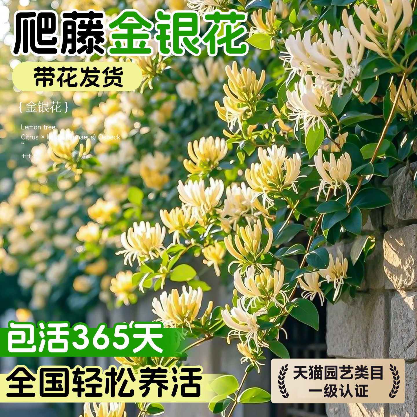 金银花树苗爬藤阳台庭院带花苞盆栽植物四季开花易成活藤本老桩