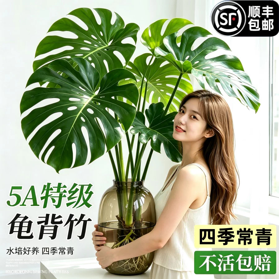 龟背竹水培植物室内水养绿植盆栽图片