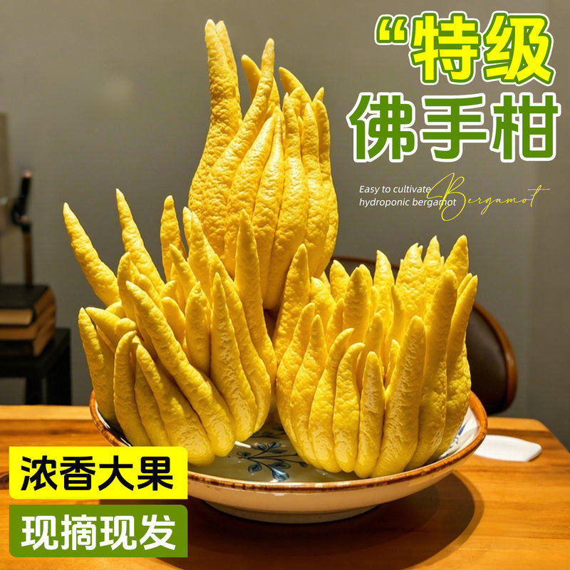 佛手柑鲜果摆件闻香云南新鲜天然车载香橼瓜特大桌面绿植清贡室内