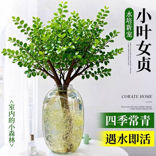 小叶女贞水培植物老桩造型好养活