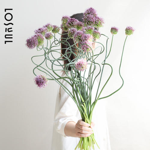 【顺丰包邮】弯葱鲜花进口花材