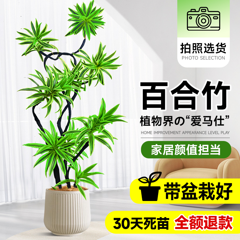 百合竹客厅室内大型绿植盆栽金边金心真花百合树竹造型老桩绿植物