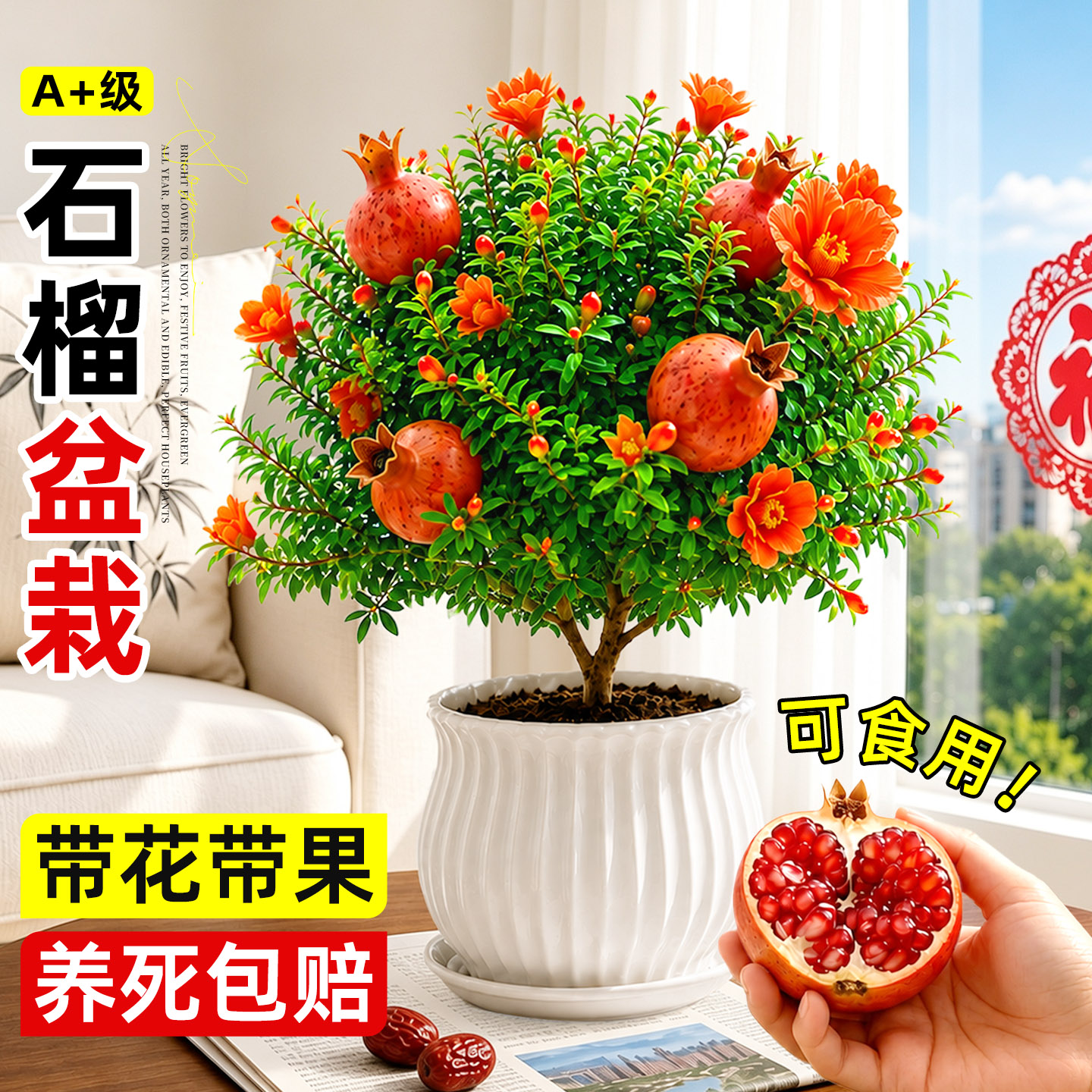 石榴花盆栽观赏果树苗室内盆景图片
