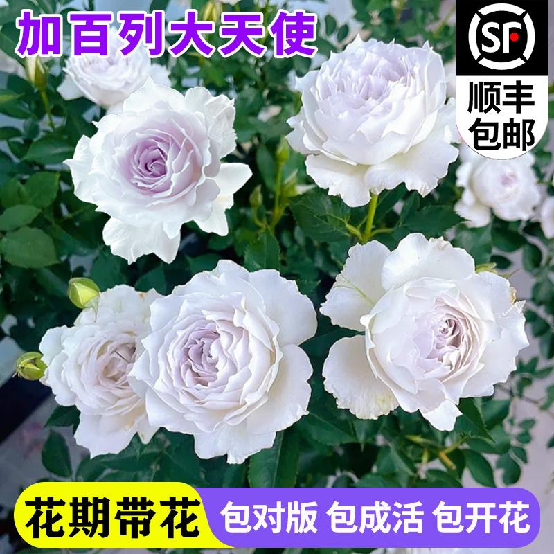 加百列大天使月季花大苗浓香四季开花阳台花卉绿植物盆栽蔷薇玫瑰