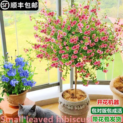 小木槿花大苗盆栽棒棒糖花卉植物蓝雪花四季开花玛格丽特带花好养