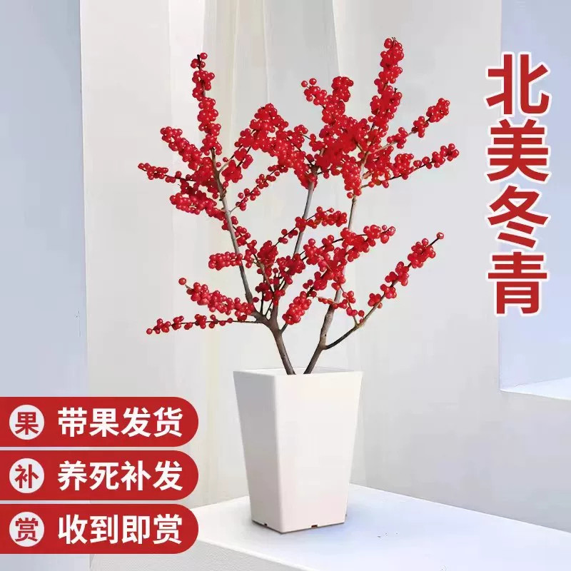 进口北美冬青盆栽公树苗授粉耐寒年宵花卉带红果真花老桩盆景植物