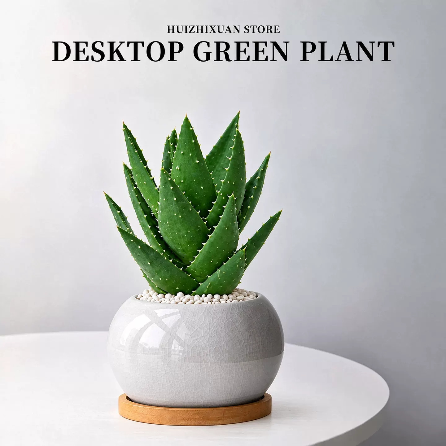 芦荟盆栽绿植物天然凝胶室内桌面多肉花卉清洁去角质叶片新鲜好养
