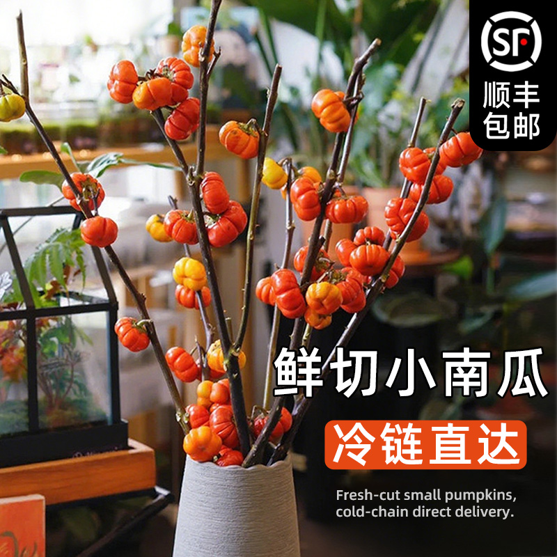 【顺丰包邮】小南瓜鲜花切枝插花
