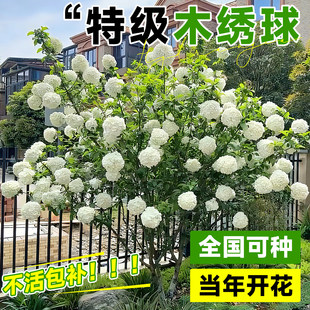 中华木绣球树苗大花斗球苗欧洲木本绣球琼花树苗庭院地栽绣球花苗