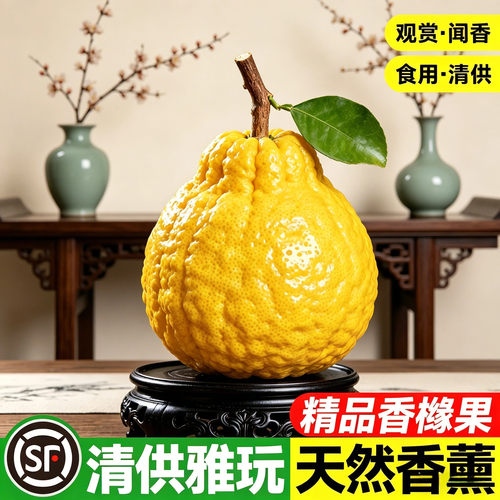 云南高山香橼果新鲜佛手柑室内闻香观赏果香甜桌面绿植物天然香薰