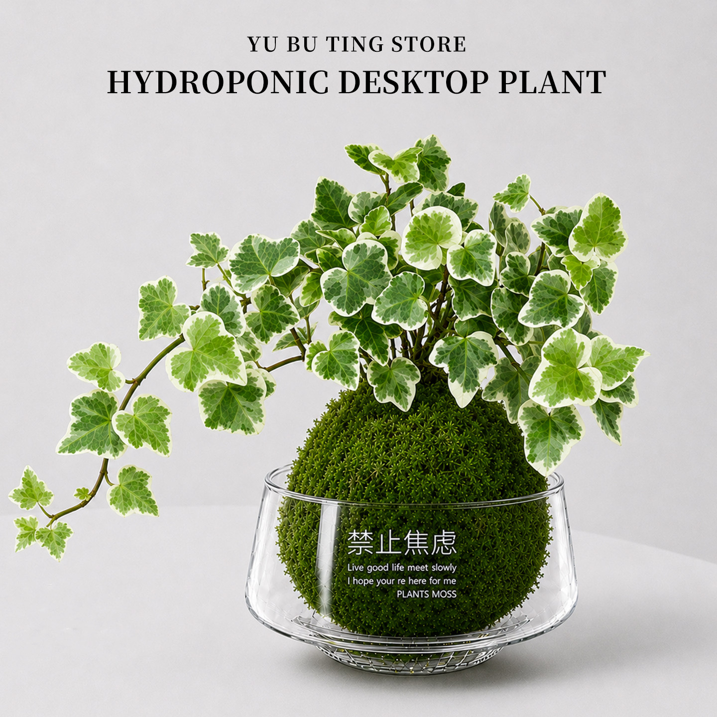 雪莹常春藤苔藓球水培桌面盆栽图片