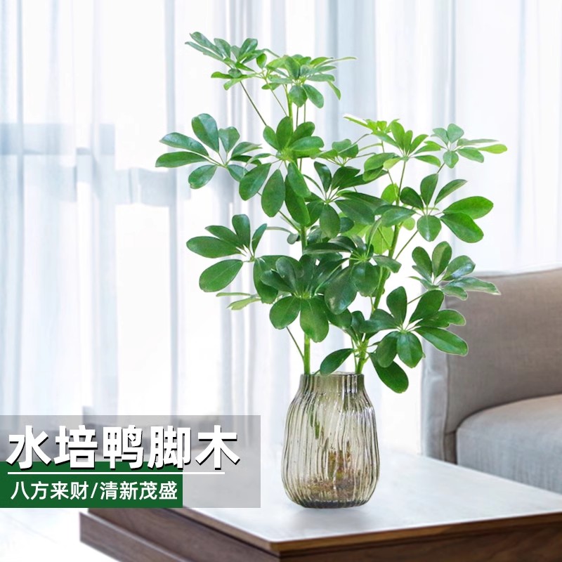 鸭脚木水培植物鸭掌木水养室内办公桌绿植花卉盆栽招财树八方来财