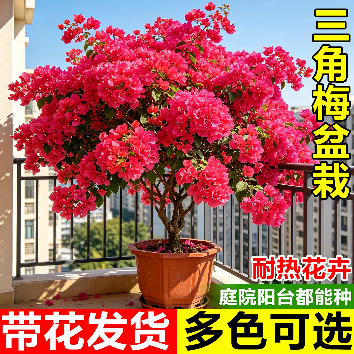 三角梅盆栽中国红带花老桩重瓣绿樱树苗阳台花卉植物庭院四季勤花