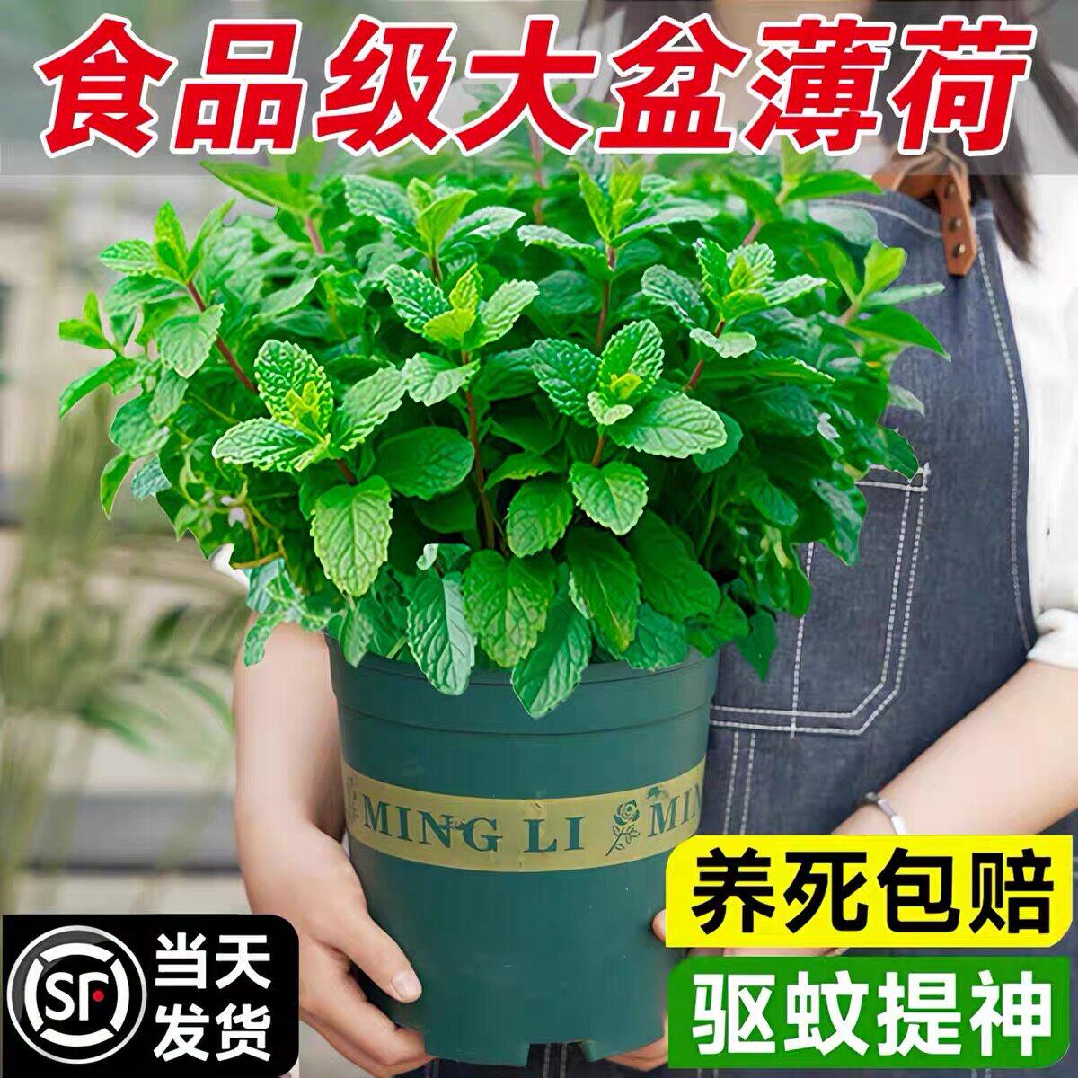 可食用水培室内驱蚊好养薄荷盆栽图片