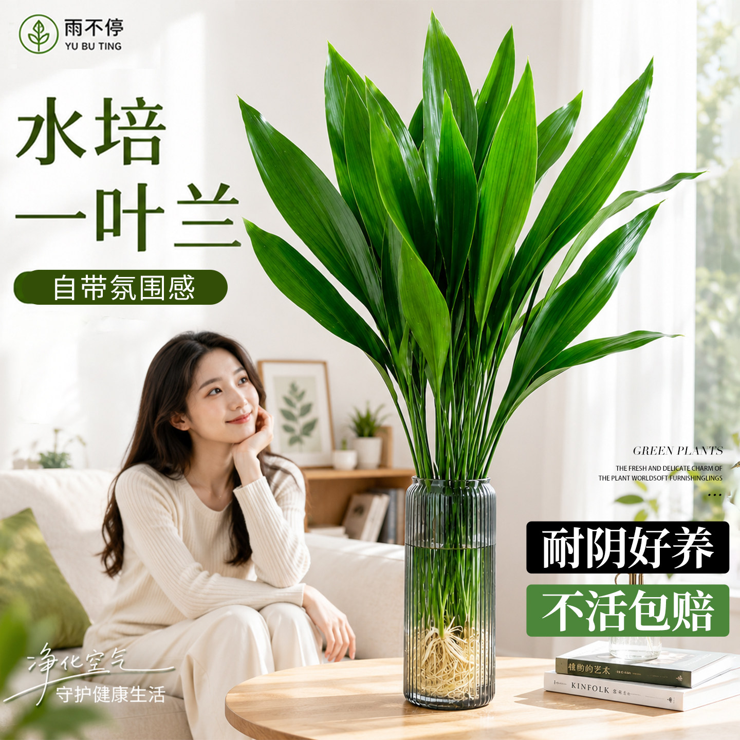 水培大叶一叶兰盆栽客厅绿植物室内四季常青花卉桌面清新空气除醛图片