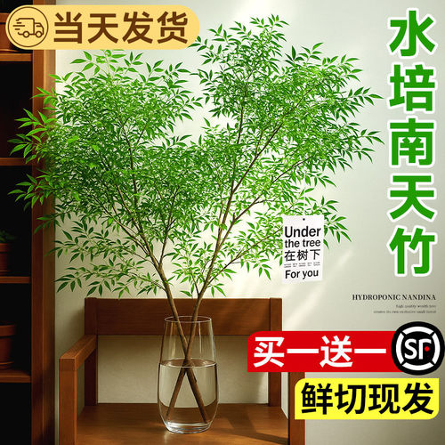 南天竹水培室内好养桌面绿植
