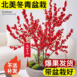 北美冬青树苗盆栽特级红果年宵花卉客厅室内耐寒老桩盆景鲜切水培